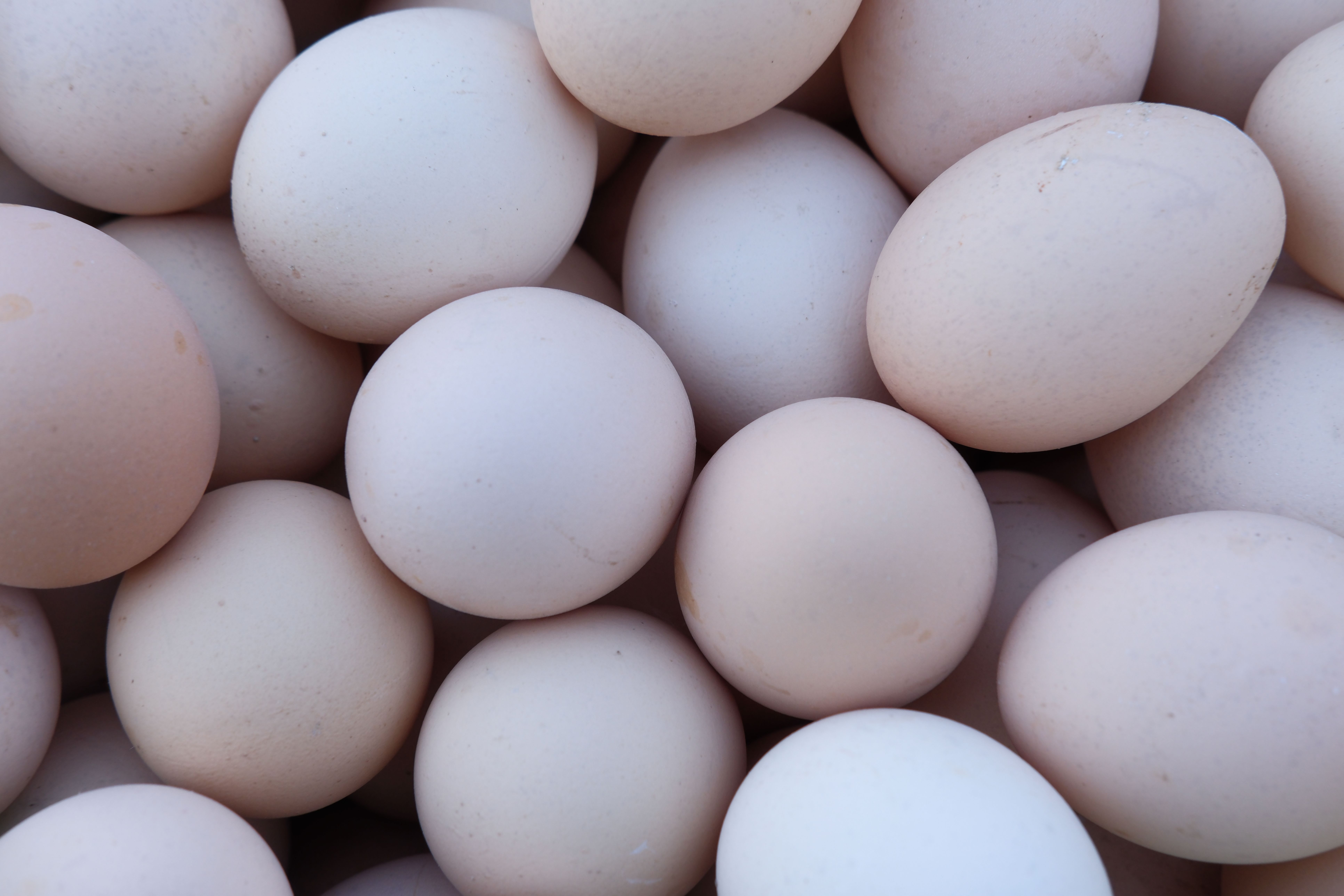 Eggs Photos, Download The BEST Free Eggs Stock Photos & HD Images