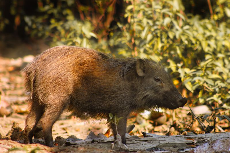 Jabalí salvaje en bosque europeo hábitat natural Sus scrofa sorteos caza mayor