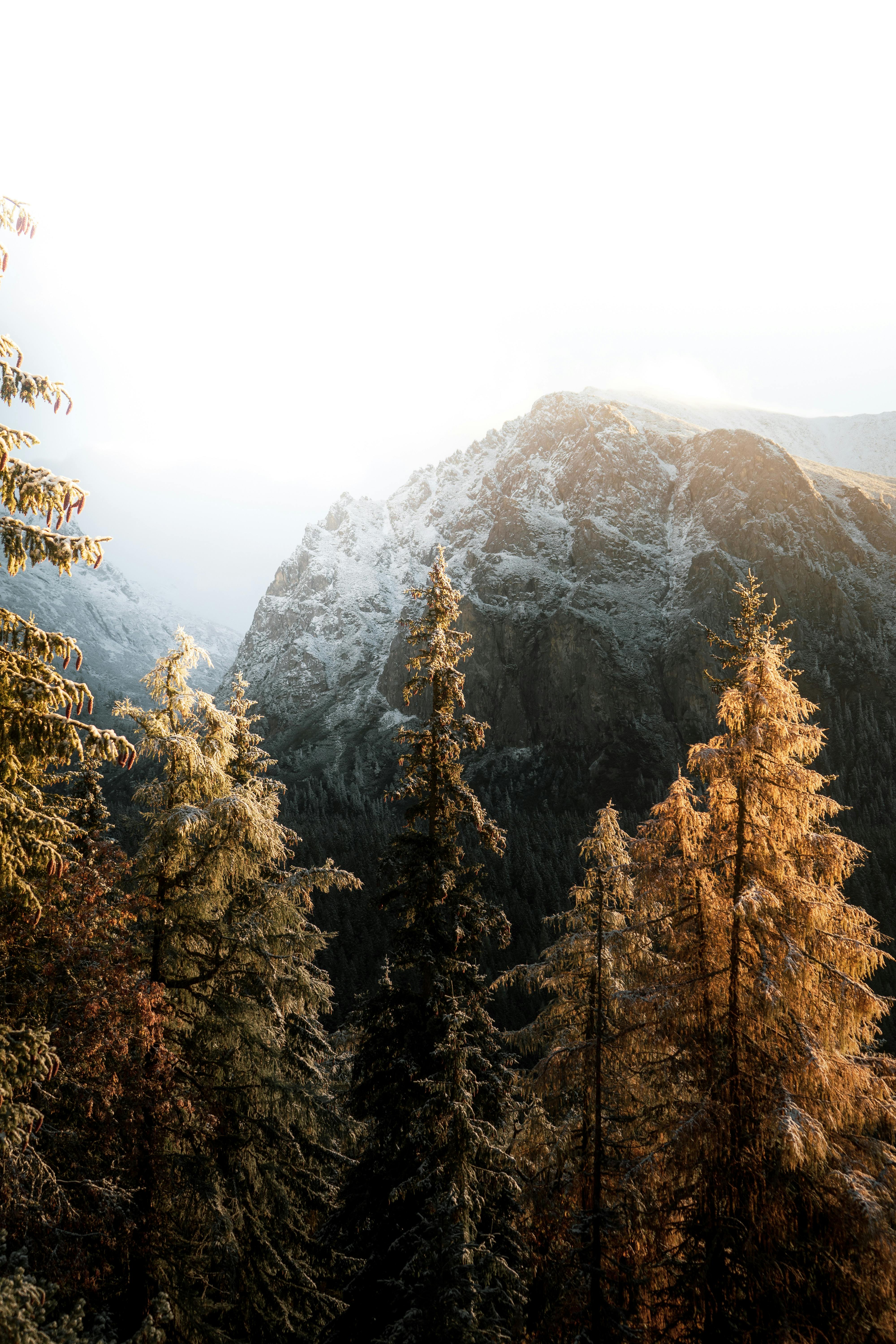 Captivating view of the Hight Tatras mountains in Slovakia at sunrise with frosted trees.
