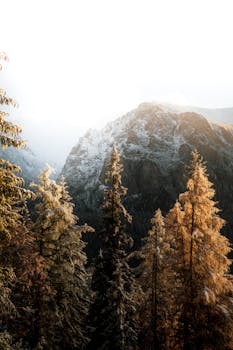 Captivating view of the Hight Tatras mountains in Slovakia at sunrise with frosted trees.