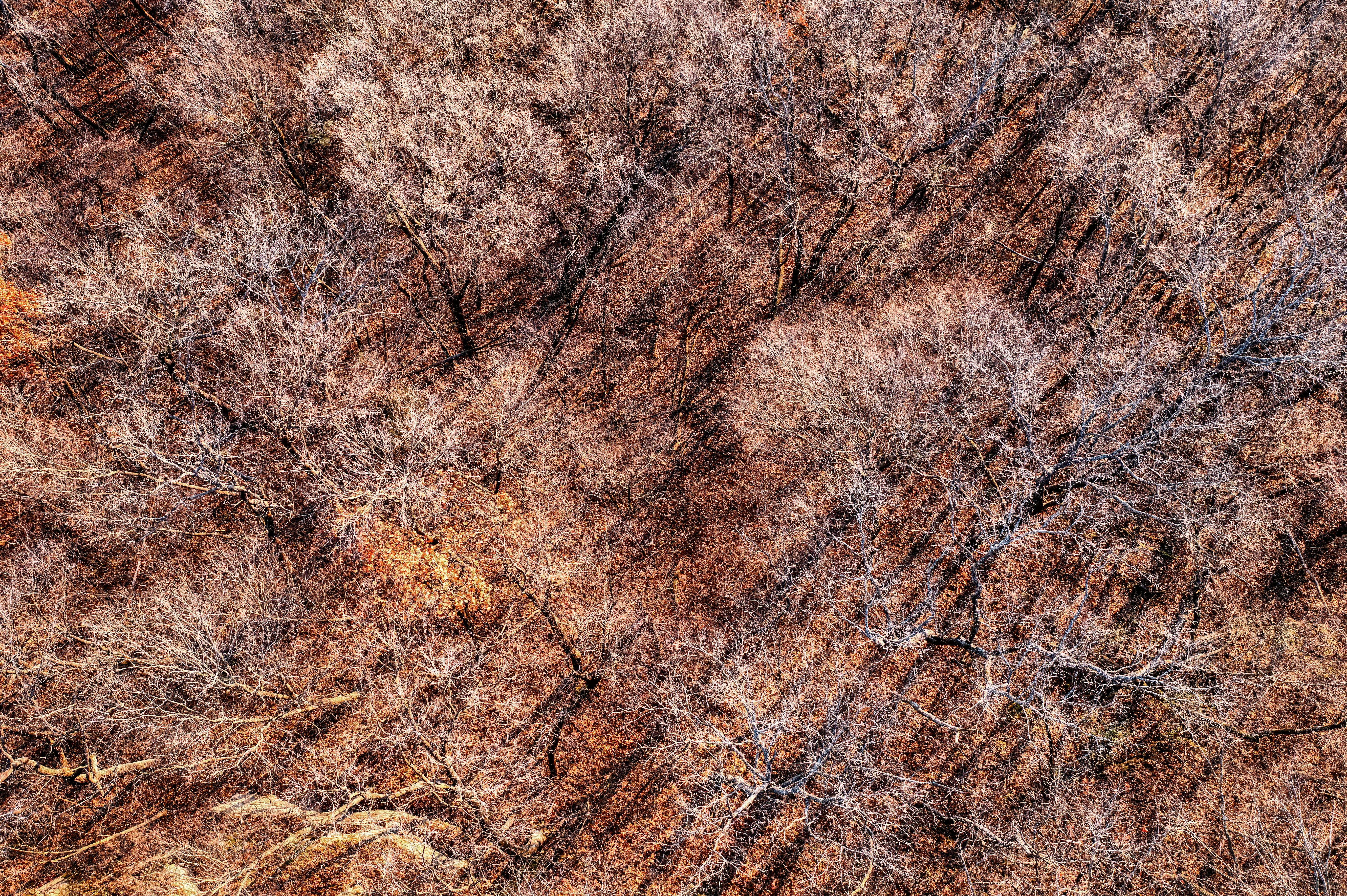 Gratis Luftfoto, der viser et tekstureret mønster af nøgne træer i en skov i det sene efterår. Lagerfoto