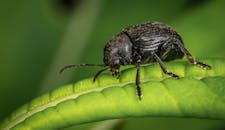 这张甲虫栖息在充满活力的绿叶上的宏观特写，展现了大自然的错综复杂之美