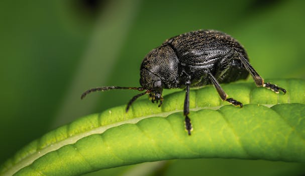 这张甲虫栖息在充满活力的绿叶上的宏观特写，展现了大自然的错综复杂之美