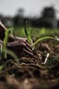 Close-up of hands planting seedlings in a rural field in India, symbolizing growth and agriculture.