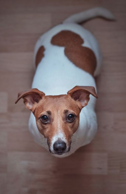 Free Adorable Jack Russell Terrier gazing up with curiosity indoors on a wooden floor. Stock Photo