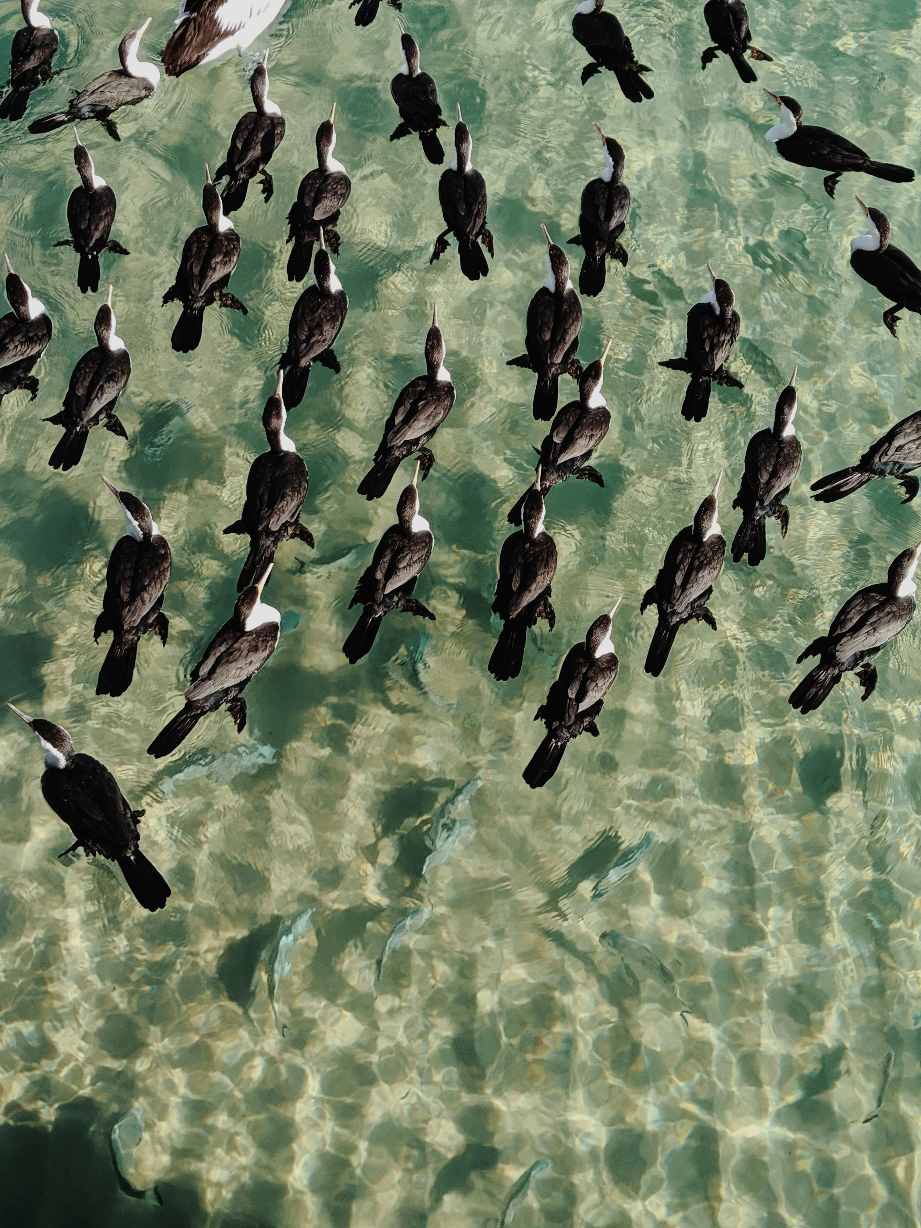 Black Birds Floats on Water · Free Stock Photo