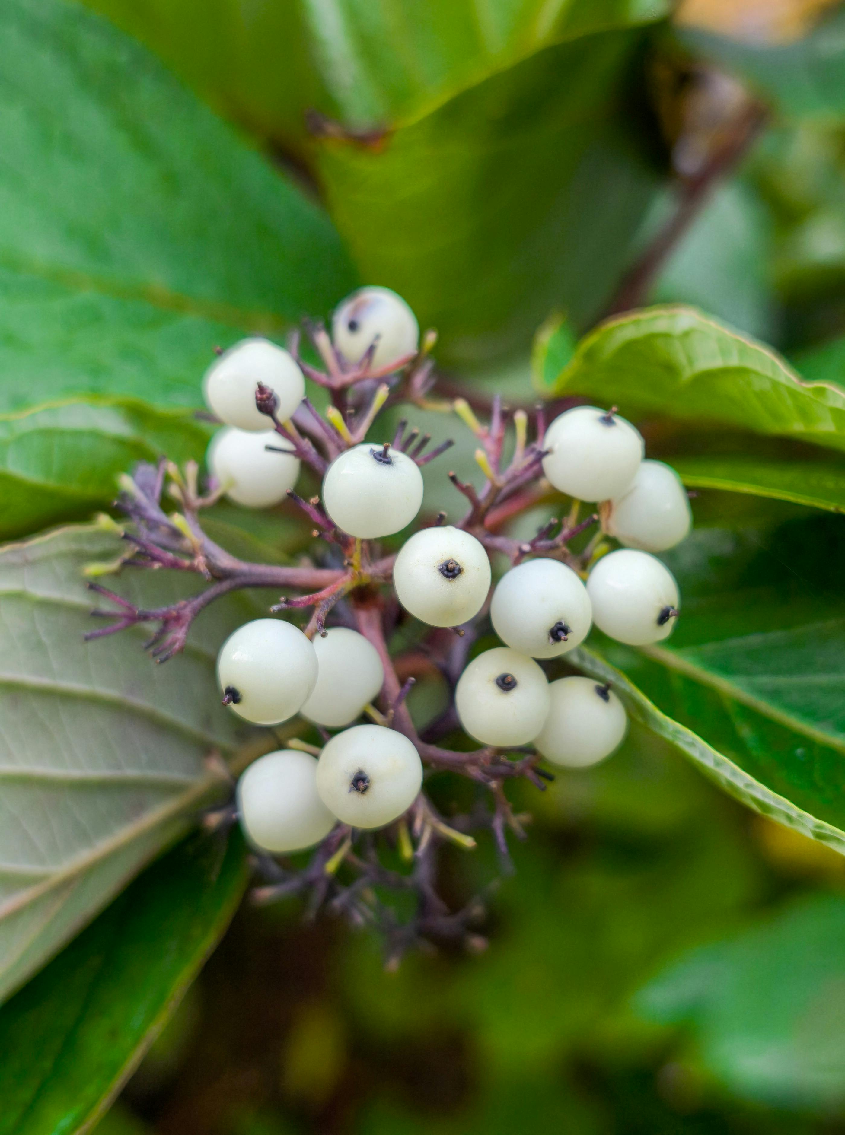 close up of silky dogwood berries in germany