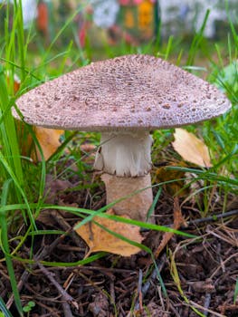 Detailed shot of a mushroom surrounded by autumn leaves in a German forest.