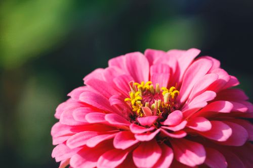 Free A detailed close-up of a bright pink Zinnia flower with vivid colors and intricate petals, showcasing natural beauty. Stock Photo