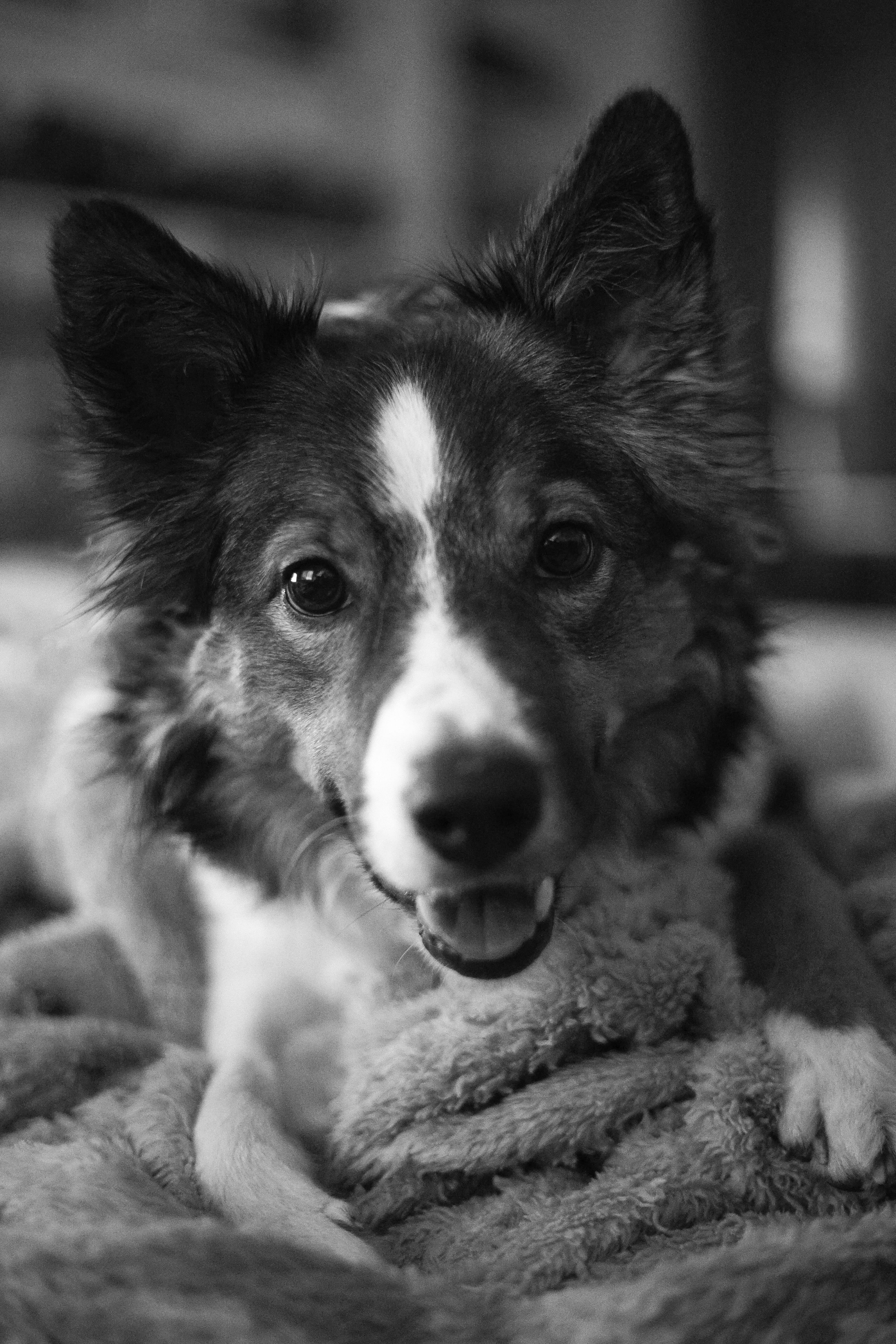 adorable border collie relaxing in black and white