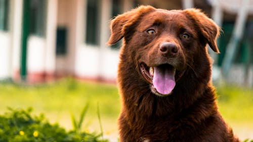 Adult Liver Border Collie on Focus Photo