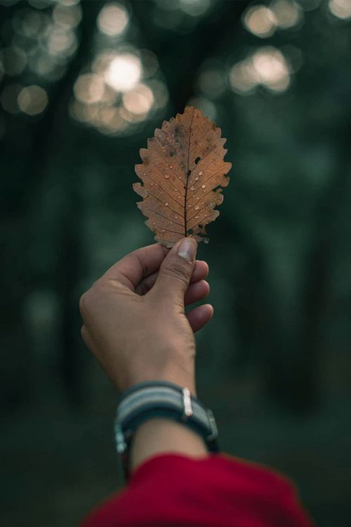Free A close-up of a hand holding an oak leaf in a serene Tunisian forest setting. Stock Photo