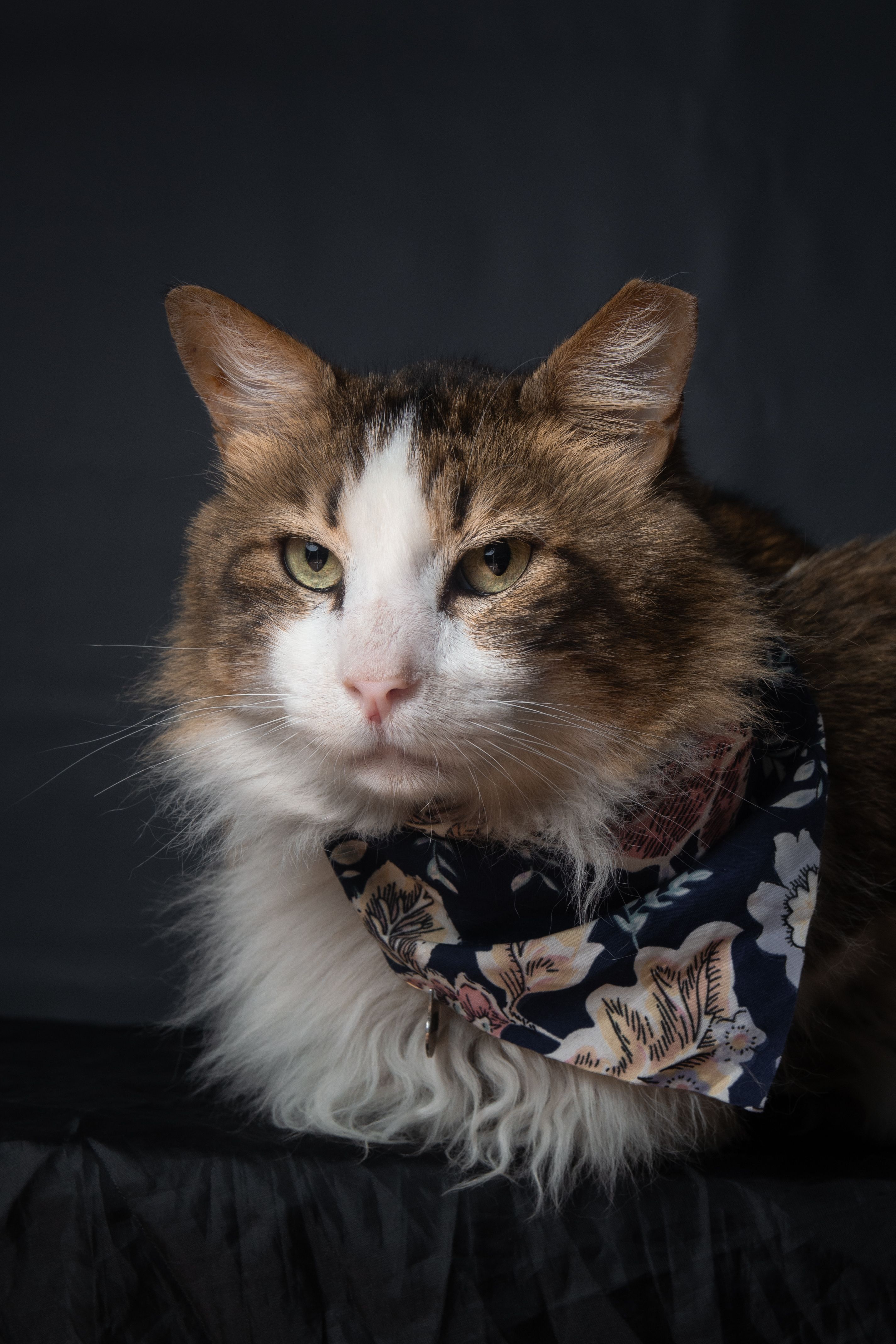 Majestic Maine Coon Cat with Floral Bandana · Free Stock Photo