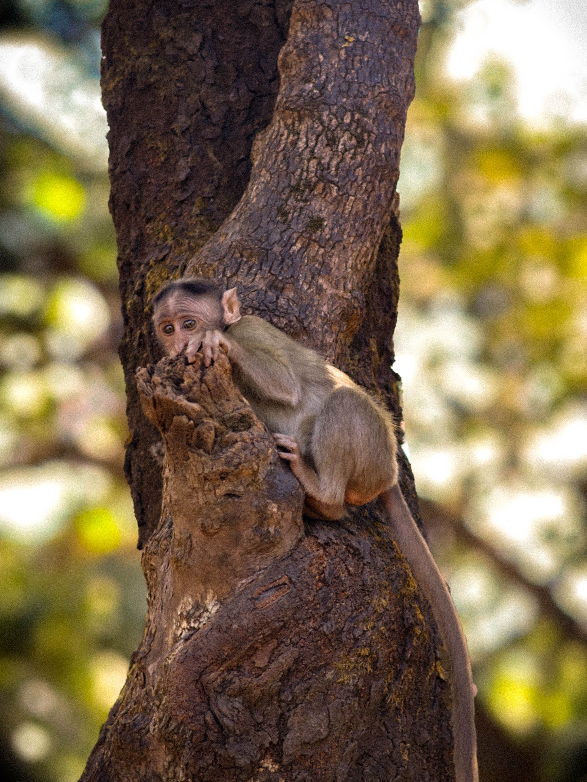 Close-Up of a Baby Monkey in Indian Forest · Free Stock Photo