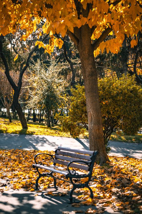 Free A peaceful park bench under golden autumn leaves in İstanbul, Türkiye. Stock Photo
