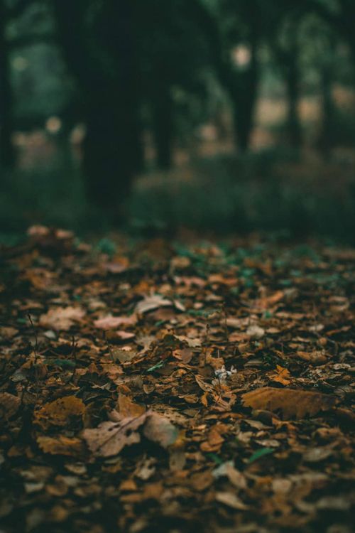 Free A serene view of the autumn leaves covering the forest floor in Tunisia. Stock Photo