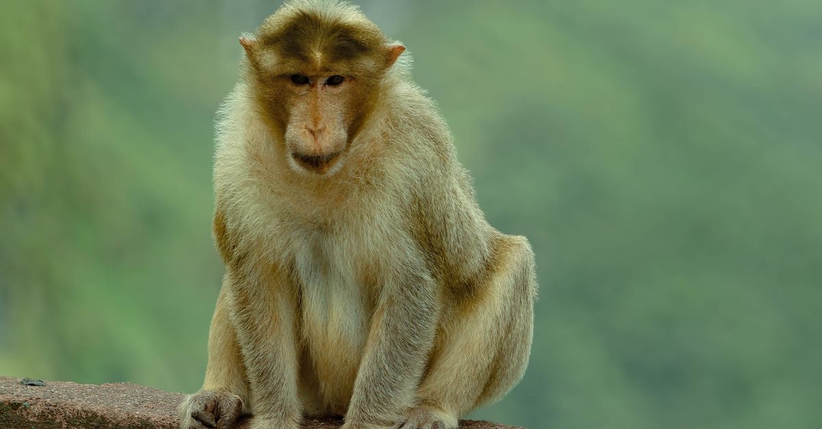 Monkeys Outside Wildlife Portrait of Monkey Seated Outdoors · Free Stock Photo