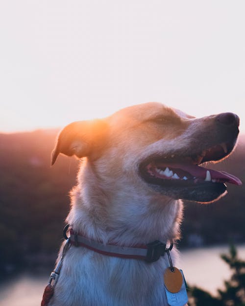 Foto Di Un Cane