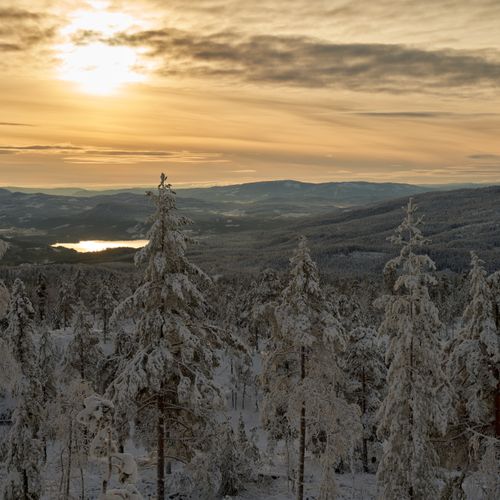 Free Snowy forest in Krøderen, Norway at sunset, capturing serene winter beauty. Stock Photo