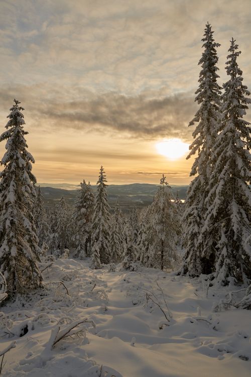 Free A tranquil winter sunset over snow-covered pine trees in Krøderen, Norway. Stock Photo