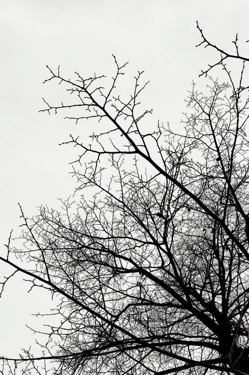 Free Abstract silhouette of bare tree branches against a pale sky in Toronto, Canada. Stock Photo