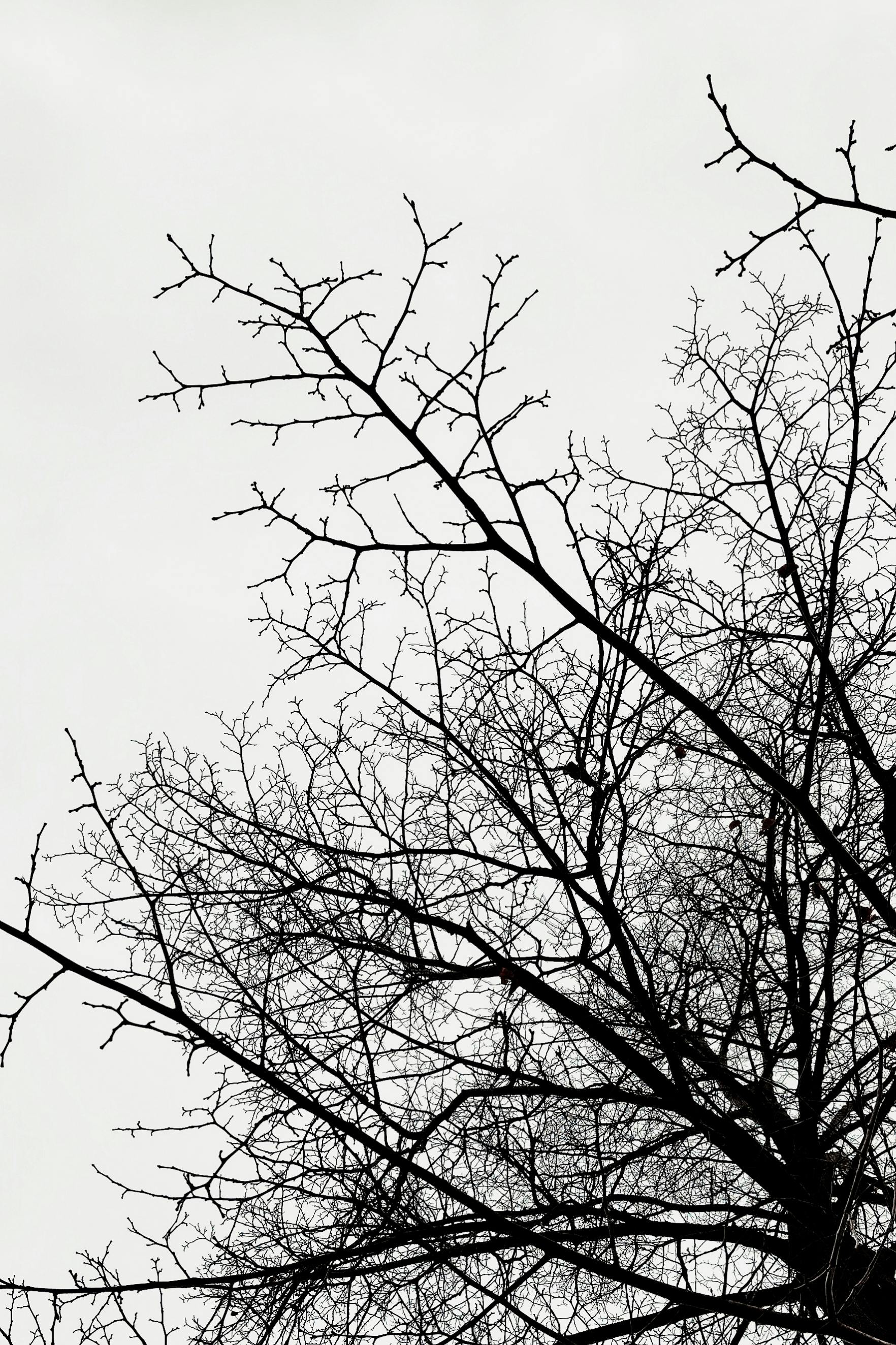 grátis Silhueta abstrata de galhos de árvores nuas contra um céu claro em Toronto, Canadá. Foto profissional