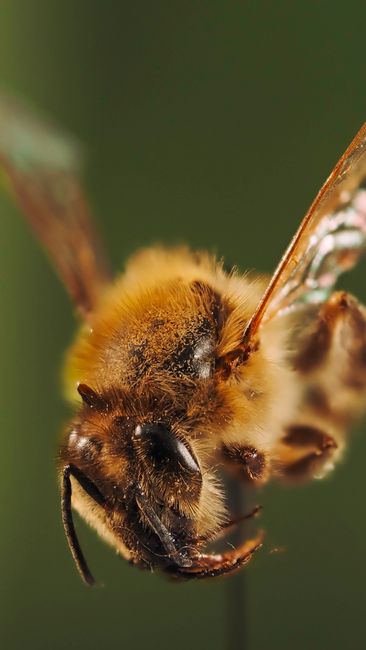 Fotomural Toma macro detallada que captura la anatomía intrincada de una abeja en vívido detalle sobre un sutil fondo verde.