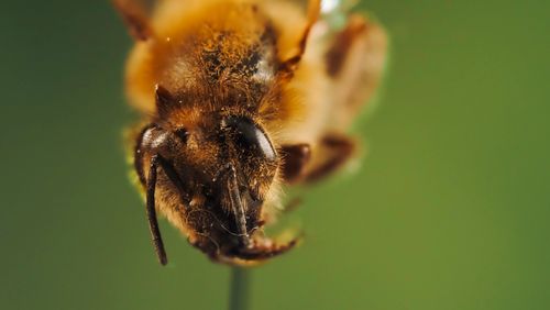Free Detailed macro photograph showcasing the intricate features of a honeybee in natural light. Stock Photo