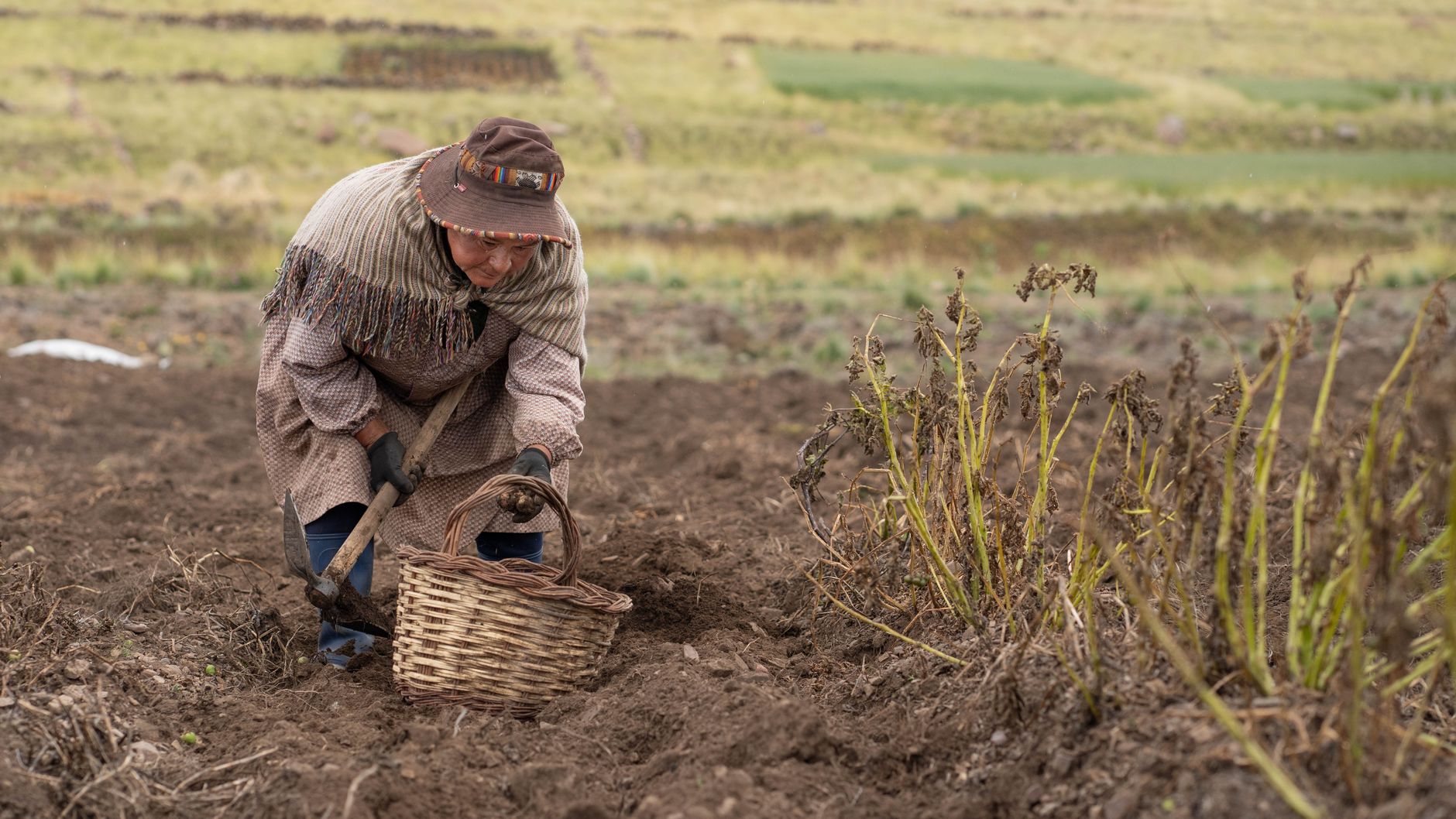 Bolivian woman in traditional clothing harvesting potatoes in a highland field