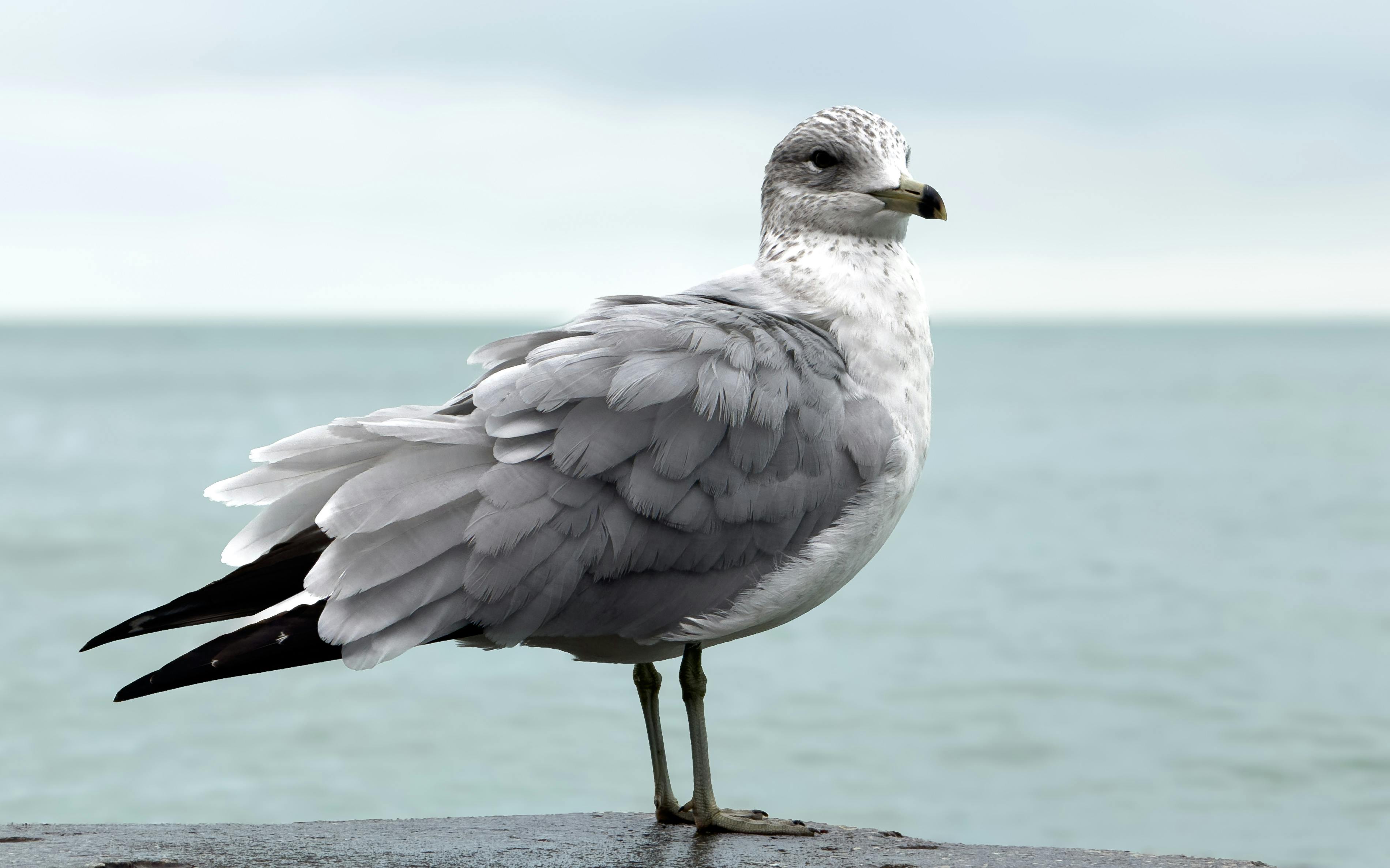 toyo美品Seagull Maritime SWSCHCWEQ シーガル 楽天市場】Seagull Artist Mosaic CW HG Anthem EQ[シーガル][アンセム