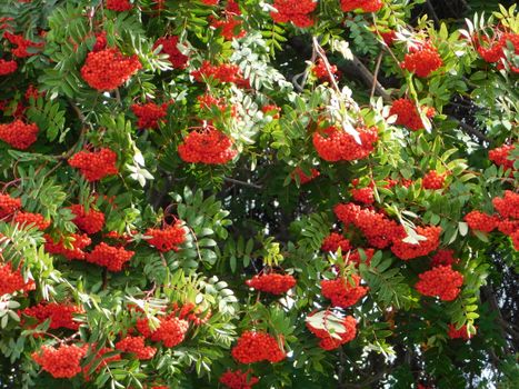 Bright red rowan berries clustered on lush green foliage, capturing the beauty of nature.