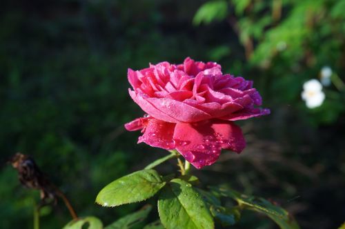 Free Beautiful pink rose with dewdrops against a blurred garden background. Stock Photo