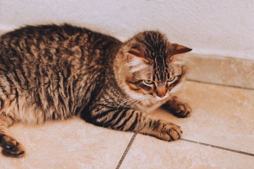 Free A cozy tabby cat lounging on a tiled floor, showing a calm and relaxed demeanor indoors. Stock Photo