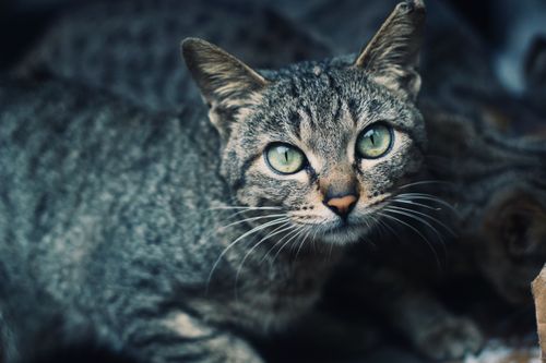 Free A detailed close-up of a tabby cat with striking green eyes, captured outdoors. Stock Photo