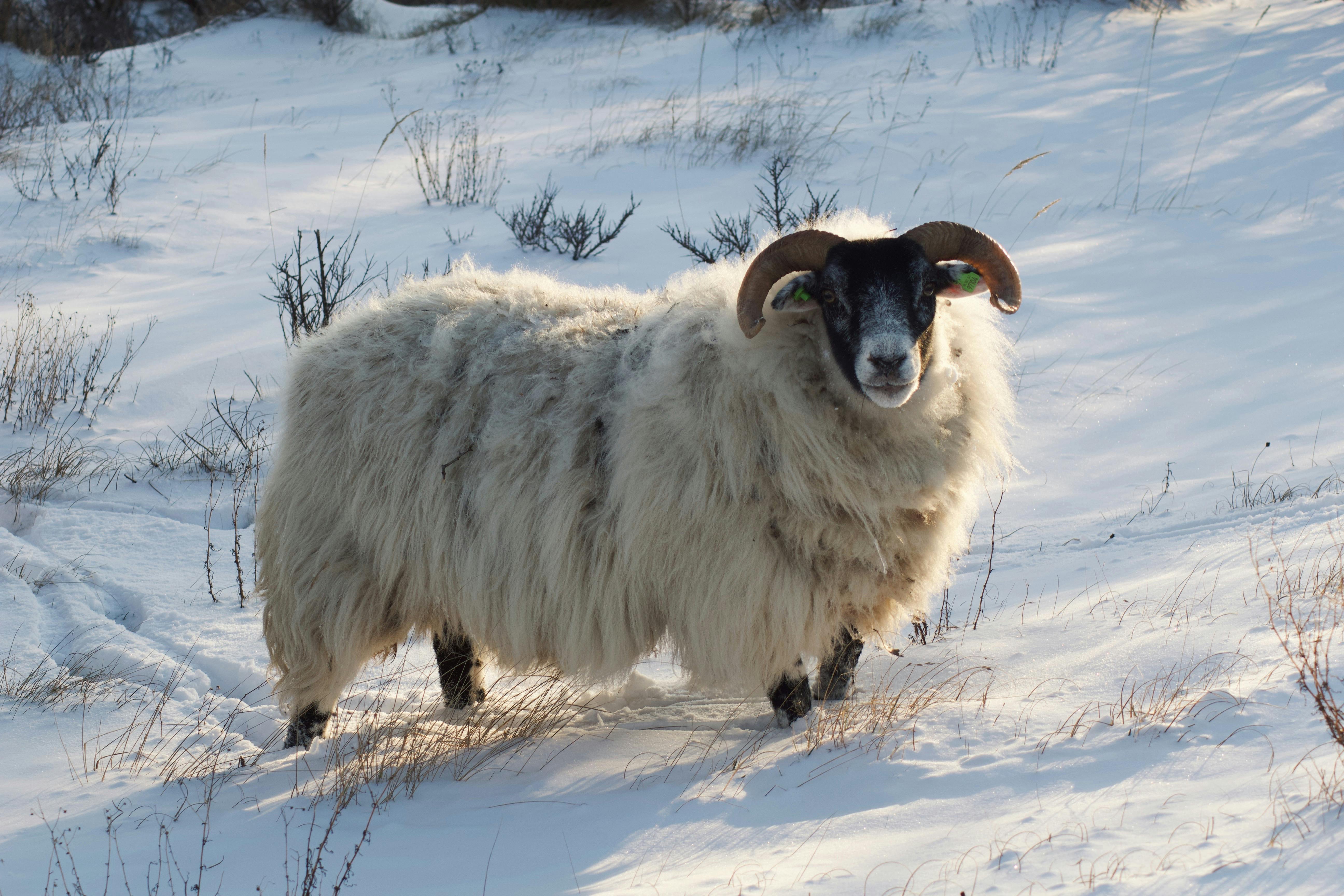 grátis Uma ovelha fofa em um campo nevado, personificando a serenidade do inverno. Foto profissional