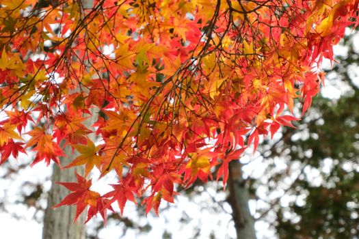 Colorful autumn leaves display vibrant red and orange hues in Kyoto's fall landscape.