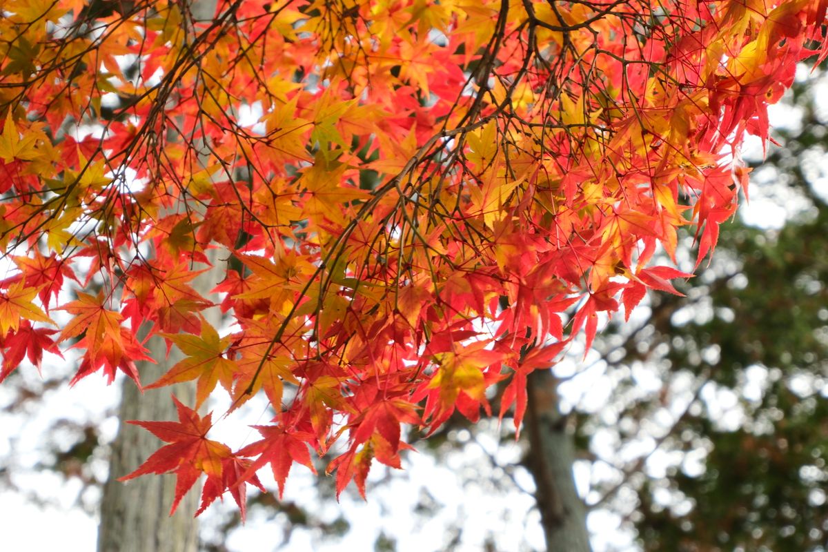 Nikko autumn foliage shrine Japan