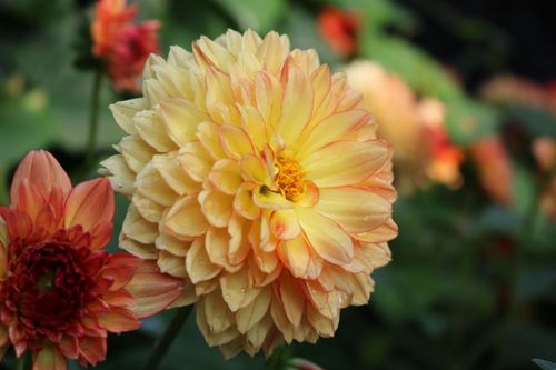 Free Beautiful close-up of a yellow and coral dahlia flower in full bloom. Stock Photo
