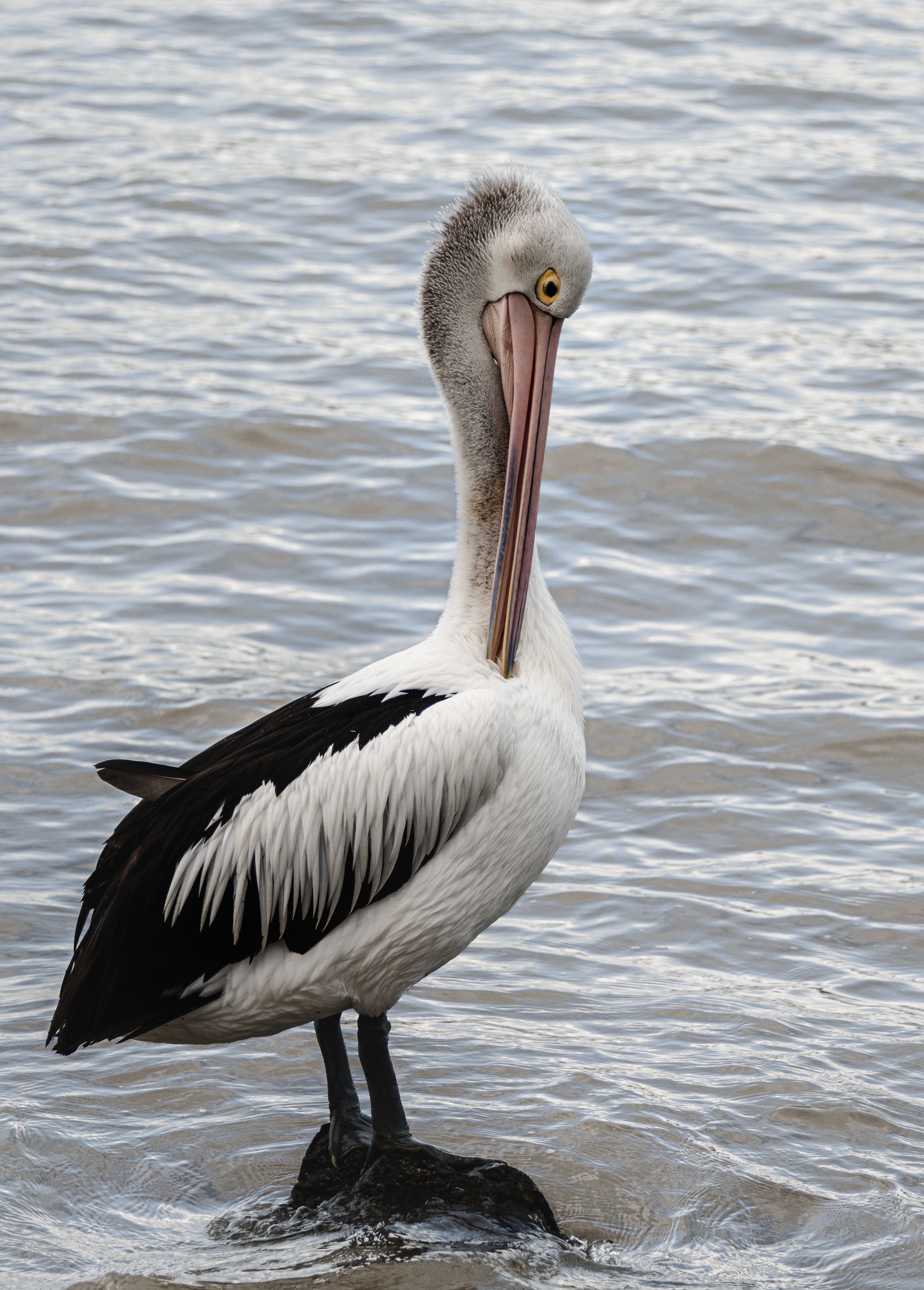 Australian Pelican on Rock by the Water · Free Stock Photo