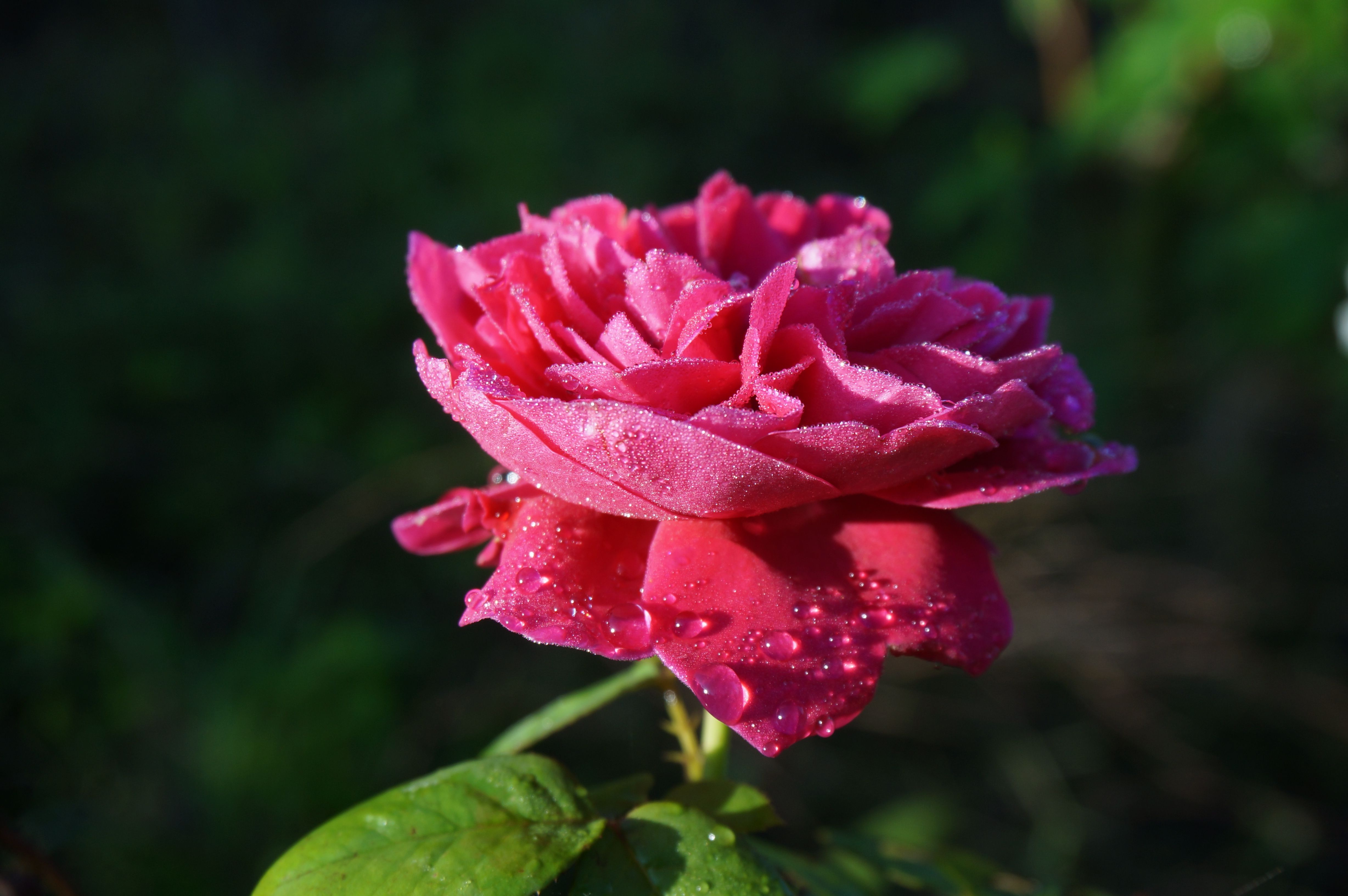 Close-up of Pink Rose with Dew in Garden · Free Stock Photo