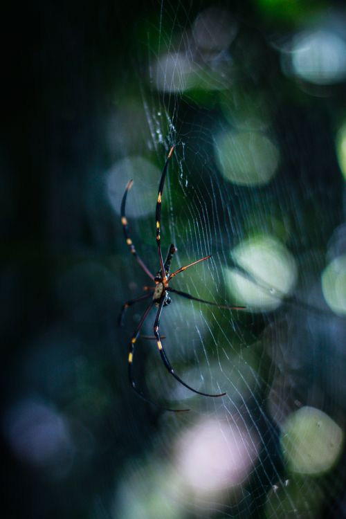Free Close-up of a golden orb weaver spider resting on its delicate web in a West Java forest. Stock Photo