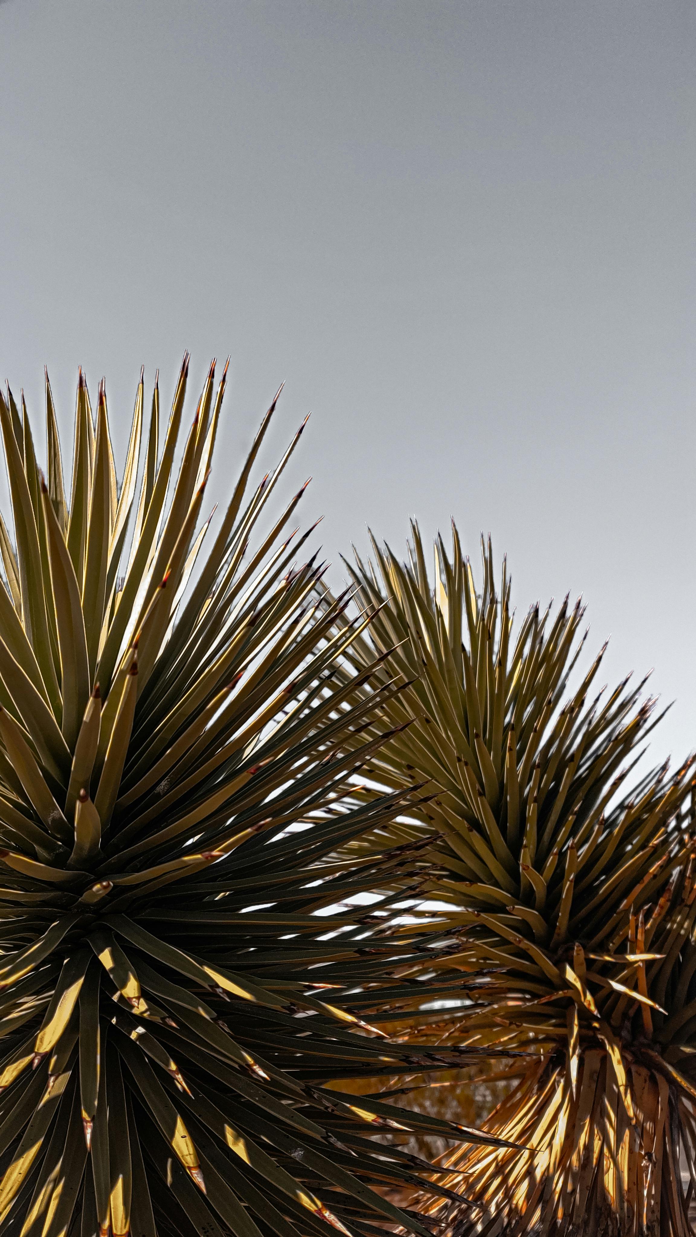 Sunlit yucca plants with spiky leaves under a clear sky, showcasing desert vegetation.