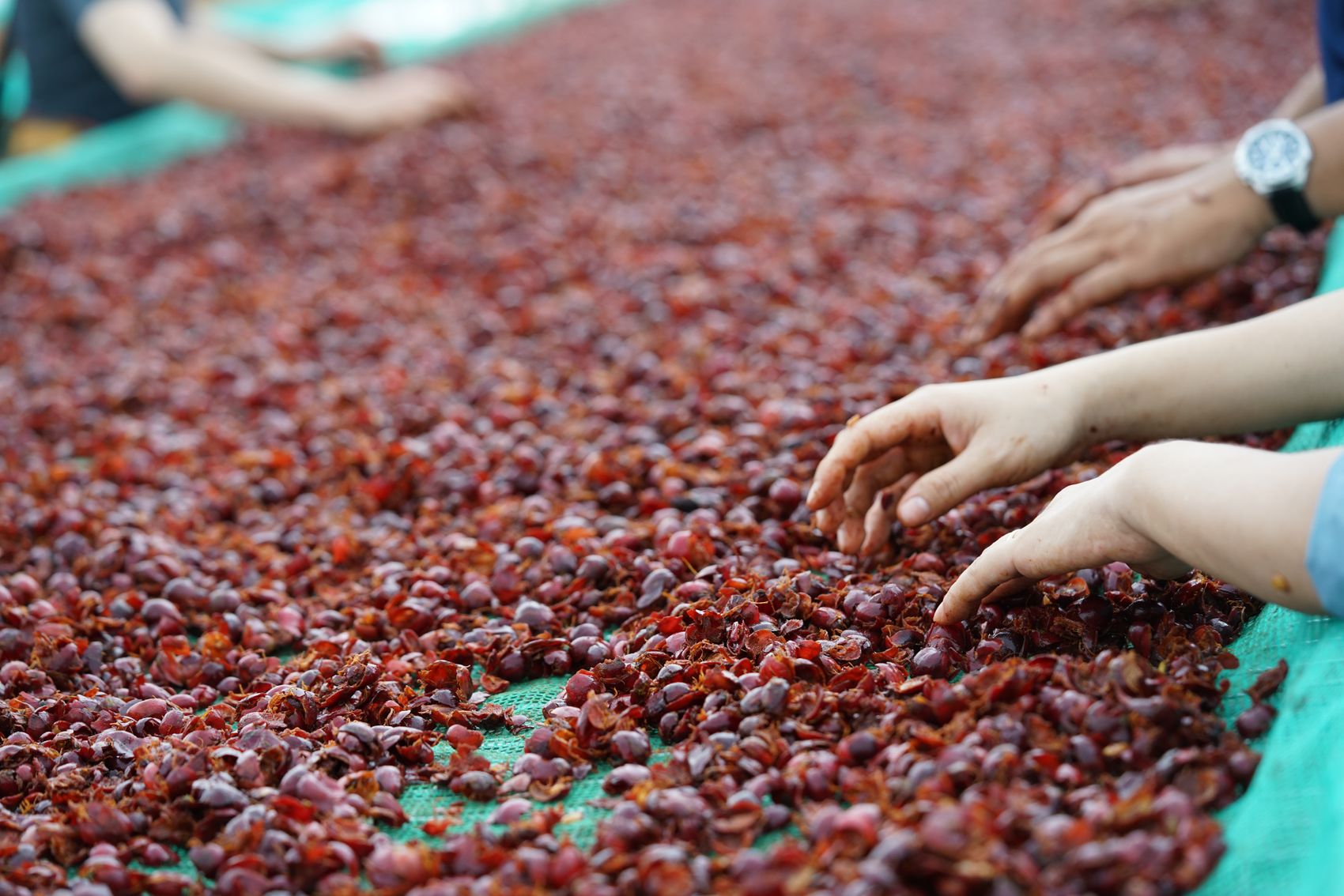 How to source coffee from Vietnam: a practical importer workflow