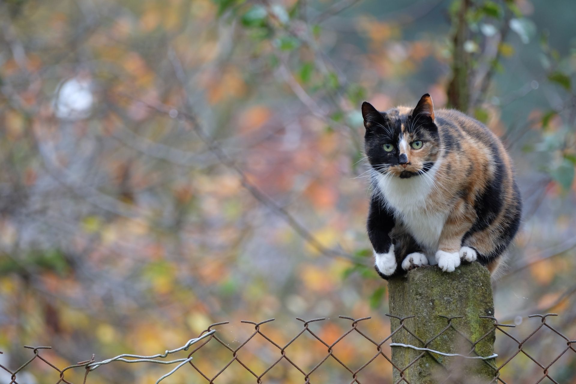 Beautiful calico cat sitting gracefully on a garden post in a fall setting.