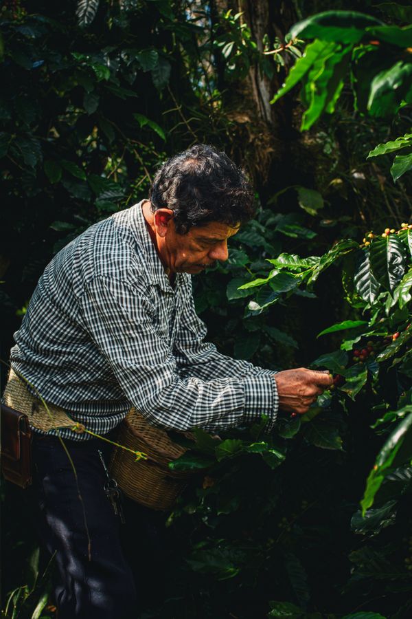 Coffee farmers