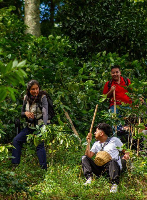Free Three people hiking in a lush green forest, surrounded by dense foliage and natural beauty. Stock Photo