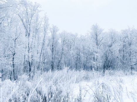 Captivating view of a snow-covered forest in winter, capturing nature's serene beauty.