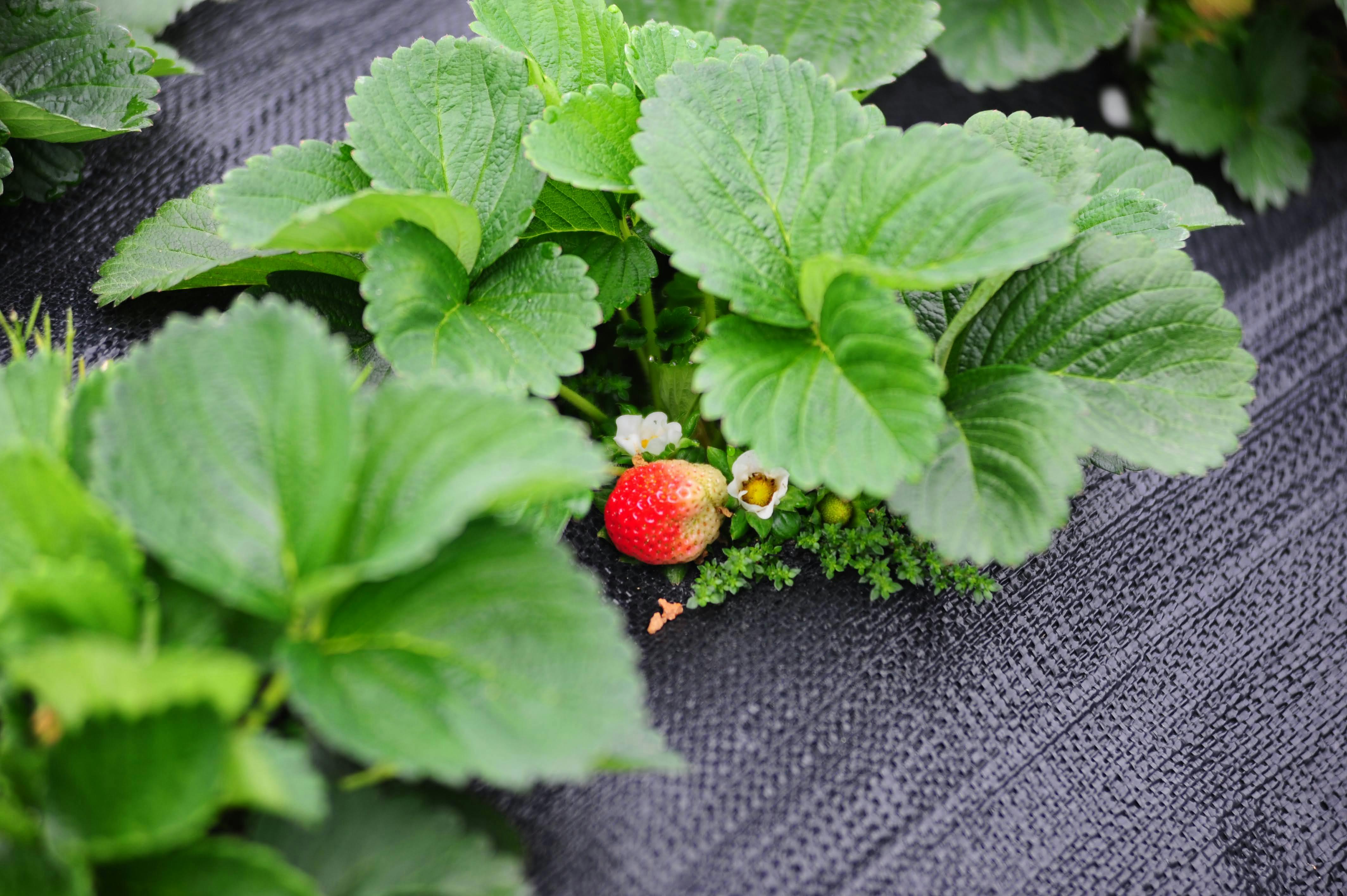 fresh strawberry growing in da l t farm