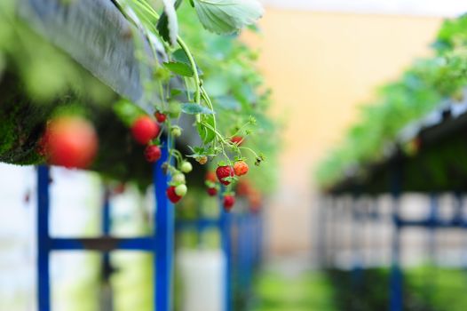 Close-up of ripe strawberries hanging in a greenhouse in Đà Lạt, Vietnam.