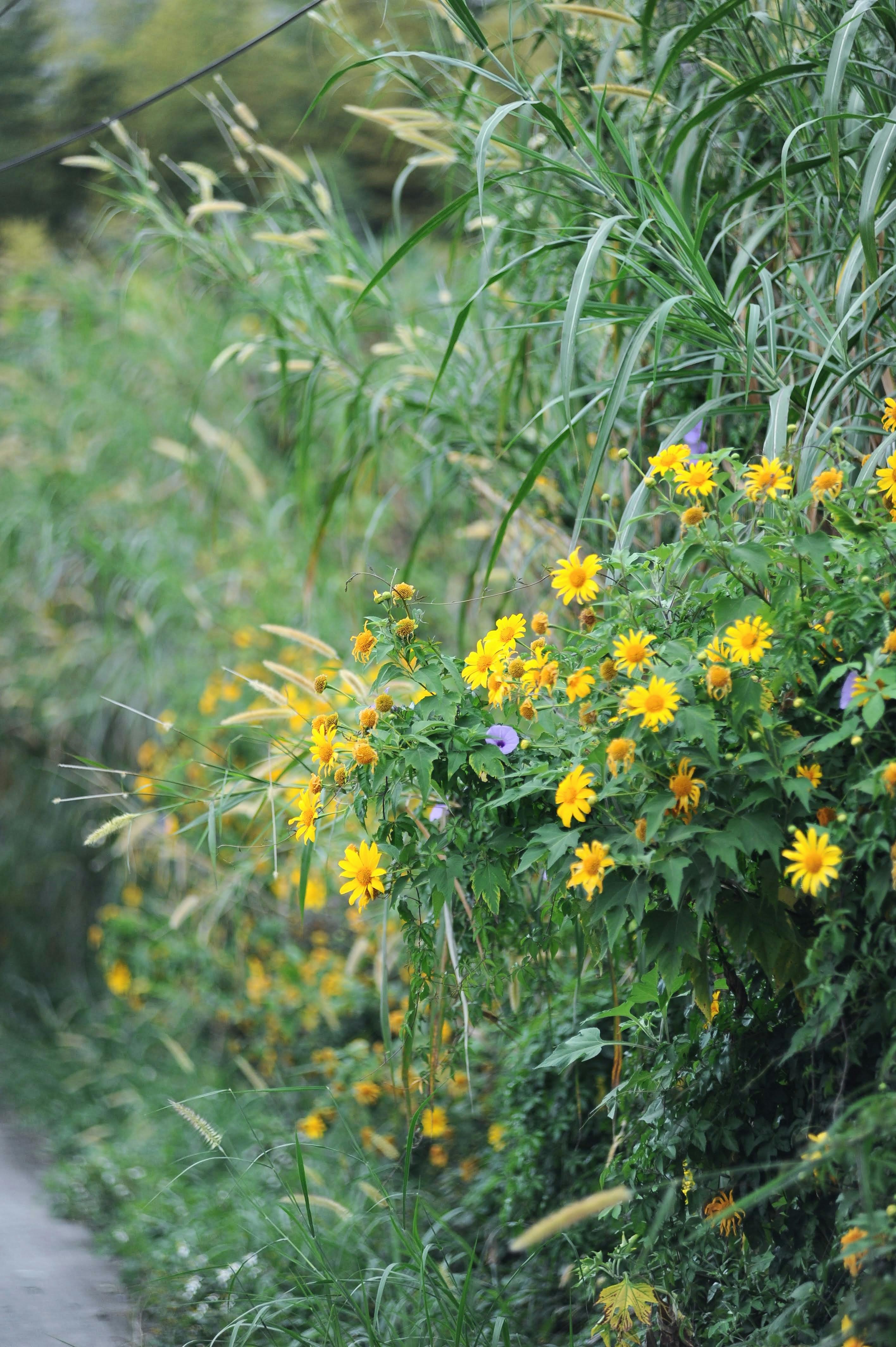 vibrant yellow wildflowers along path in da l t